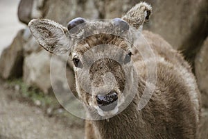 Sika Deer Cervus nippon in Nara Park, Nara, Honshu Island, Japan