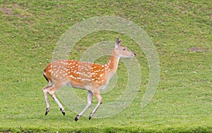 Sika deer (Cervus Nippon) running