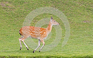 Sika deer (Cervus Nippon) running photo