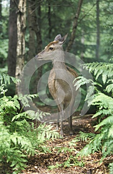 Sika deer, Cervus nippon photo