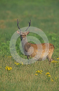 Sika deer, Cervus nippon photo