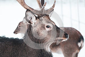 Sika deer ,  Cervus nippon, spotted deer  Macro portrait,   in the snow on a white