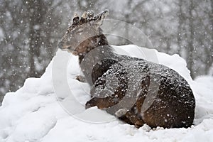 Sika deer (Cervus nippon) under the snowfall photo