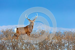 Sika deer, Cervus nippon yesoensis, in the snow meadow, winter mountains and forest in the background. Animal with antler in the