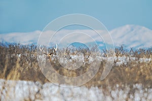 Sika deer Cervus nippon yesoensis on snowy landscape, mountains covered by snow in background, animal with antlers in the nature