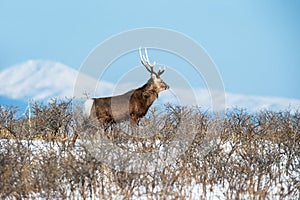 Sika deer Cervus nippon yesoensis on snowy landscape, mountains covered by snow in background, animal with antlers in the nature