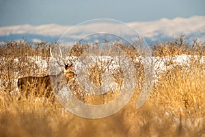 Sika deer Cervus nippon yesoensis on snowy landscape, mountains covered by snow in background, animal with antlers in the nature