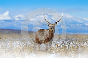 Sika deer, Cervus nippon yesoensis, on the snowy meadow, winter mountains and forest in the background, animal with antlers in the