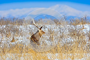 Sika deer, Cervus nippon yesoensis, on the snowy meadow, winter mountains and forest in the background, animal with antlers in the