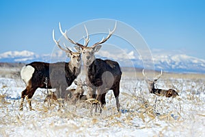 Sika deer, Cervus nippon yesoensis, on the snowy meadow, winter mountains and forest in the background, animal with antlers in the
