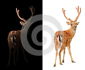 Sika deer on dark and white background