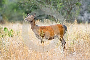 Sika Deer Doe