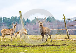 Sika deer - Dybowski deer flock