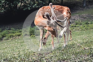 Sika deer eating grass. Deer graze in the meadow. Animal in the wild.