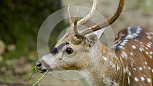 Sika deer eating grass at zoo