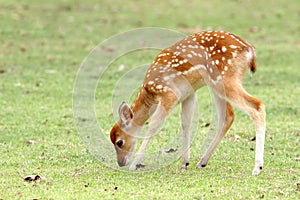 Sika deer fawn photo