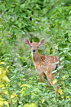 Sika deer fawn