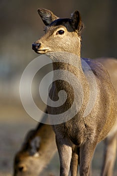 Sika Deer Female  818494