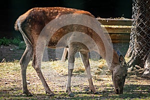 Sika deer female in the aviary. The sika deer, Cervus nippon