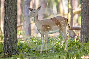 Sika deer photo