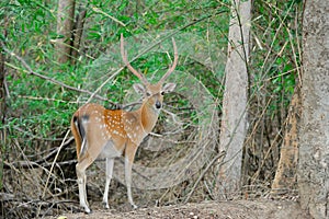 Sika deer in forest