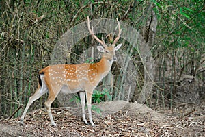 Sika deer in forest