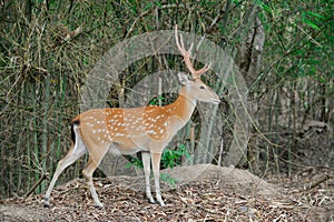 Sika deer in forest