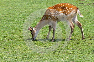 Sika deer grazing in field. Cervus nippon deer in nature close up photo