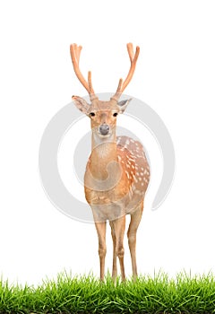 Sika deer with green grass isolated