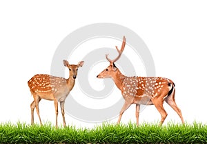 Sika deer with green grass isolated