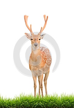 Sika deer with green grass isolated photo