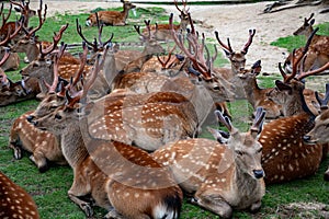 Sika deer: herd crouching on the grass in Nara Park, Nara, Japan