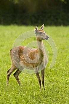 Sika Deer Hind