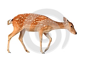 Sika deer isolated