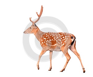 Sika deer isolated photo