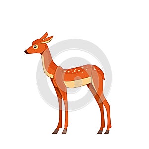 Sika deer isolated on white background. Side view. Cartoon vector flat style illustration