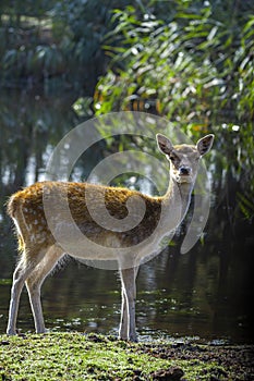 Sika deer jang - Cervus nippon.known as the spotted deer .