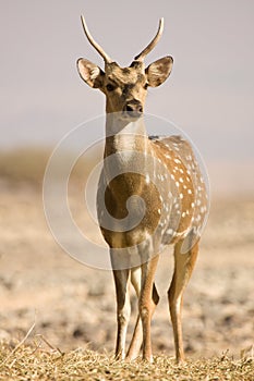Sika Deer male photo
