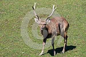 Sika deer male