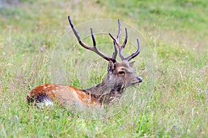 Sika deer in the grass. Parc de Merlet, France