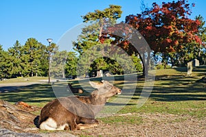 Sika deer in morning warm sunshine.