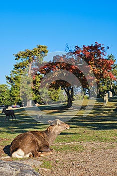 Sika deer in morning warm sunshine.