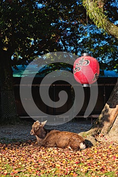 Sika deer in morning warm sunshine.