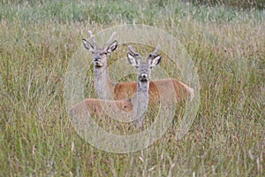Sika deer in new forest photo