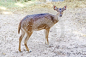 The Sika deer is one of the few deer species that does not lose its spots upon reaching maturity.