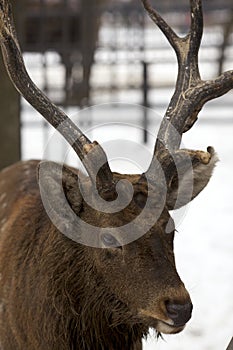 Sika deer portrait