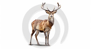 Sika Deer on pure white background. Generative AI