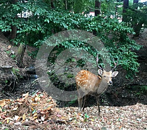 Sika deer relaxing in the woods