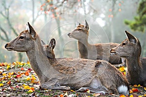 Sika deer resting in Nara, Japan