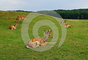 Sika deer resting in the summer in the meadow